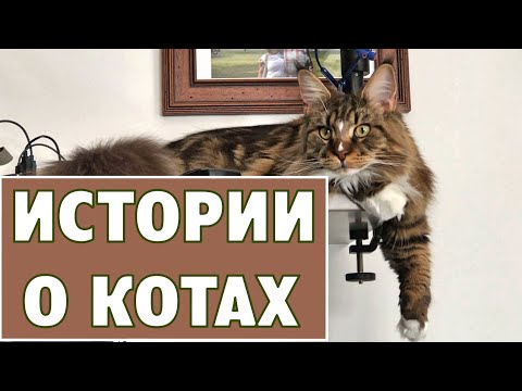 Видео: Коты мейн-куны, две веселые истории