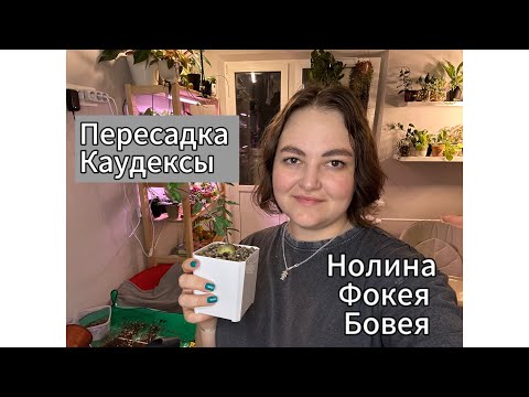 Видео: Пересадка | Каудексы| Нолина, Фокея, Бовея