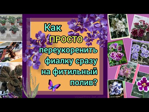Видео: Мой НОВЫЙ способ переукоренения фиалки сразу на фитильный полив! Справится даже новичок!