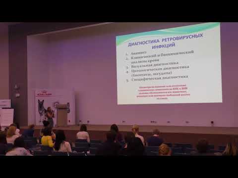 Видео: Вирусная лейкемия кошек (часть 3). Клиника, диагностика (Н.А. Рахманина)