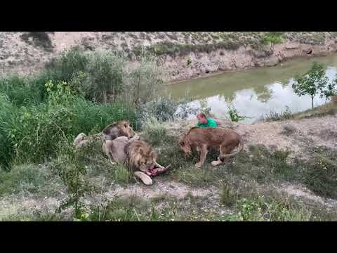 Видео: Лев Руслан не боится Султана и ОТБИРАЕТ У НЕГО МЯСО !