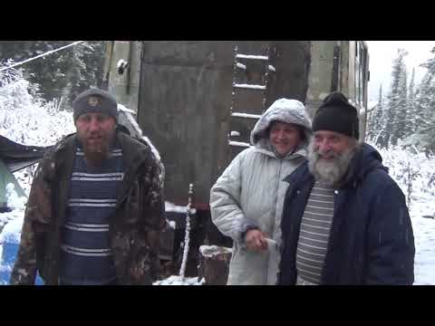 Видео: Золото тайги Алтая-промысел кедровой шишки