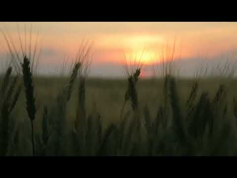 Видео: Ильгиз Мухутдинов - "Ак калфак"