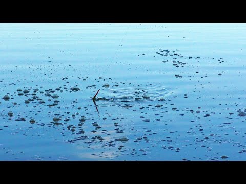 Видео: КОРОПИ БУЙВОЛИ ЛАМАЮТЬ ВУДКИ! ТАКОГО КЛЮВАННЯ Я ЩЕ НЕ БАЧИВ!
