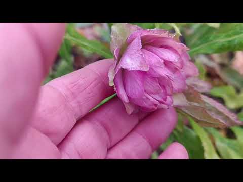 Видео: Сад півдняМаленька прогулянка Цвітуть хризантеми. чемерники починають