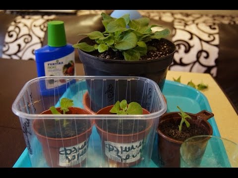 Видео: ЧЕРЕНКОВАНИЕ И ФОРМИРОВАНИЕ ПЕТУНИИ,