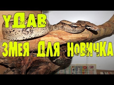Видео: ЗМЕЯ ДЛЯ НОВИЧКА! Обыкновенный удав. ОБЯЗАТЕЛЬНО ПОСМОТРИ!