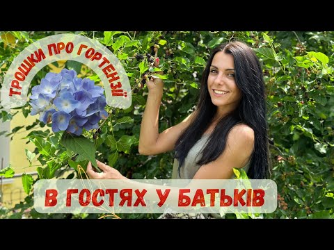 Видео: В гостях у батьків. Огляд гортензій.
