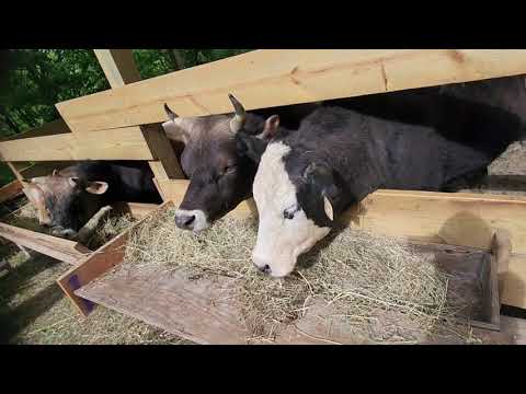 Видео: Дневник фермера