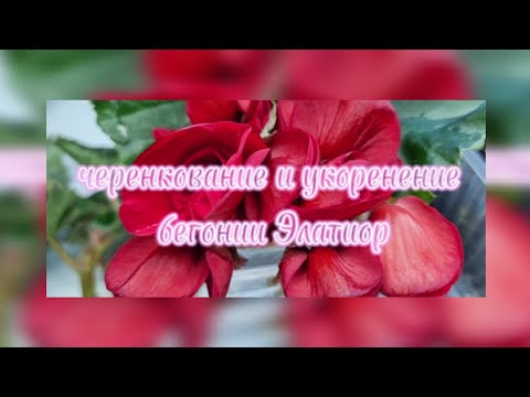 Видео: Черенкование и укоренение бегонии Элатиор🌱🌺#цветы#бегонии#черенкование🌱