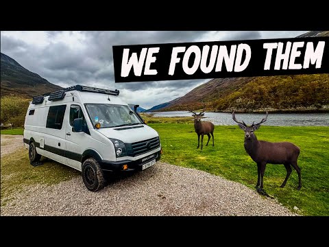 Видео: ОХОТА на диких оленей в Шотландии