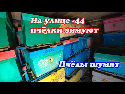 Видео: ЛЮТЫЙ МОРОЗ - 44, ДЕЛАЕМ НУКЛЕУСЫ, БЕЗДОМНАЯ СОБАКА В ГОСТЯХ, ЗИМОВКА ПЧЁЛ