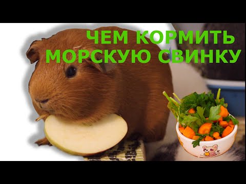 Видео: Чем кормить морских свинок. Питание наших морских свинок. Что едят морские свинки. Рацион питания