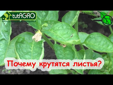 Видео: КРУТЯТСЯ ЛИСТЬЯ? Исправим в момент! Вот 3 НЕОЧЕВИДНЫЕ ПРИЧИНЫ, о которых надо знать ВСЕМ!