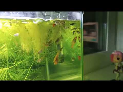 Видео: Вывелась личинка коридораса!!! Прибрался в аквариуме для мальков.