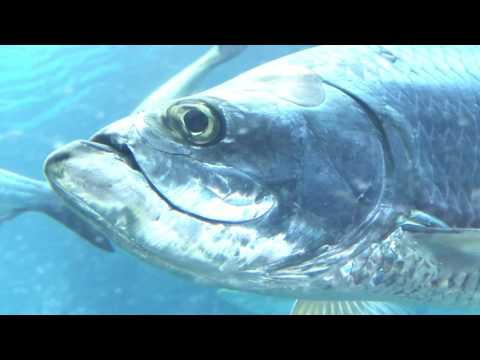 Видео: Прохор Шаляпин на Багамах. Часть 2. Подводное царство.