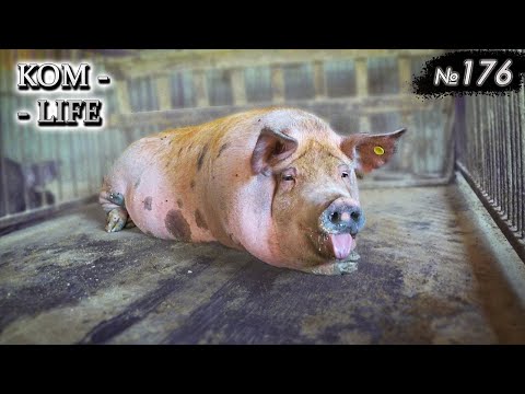 Видео: В гостях у друга свиновода