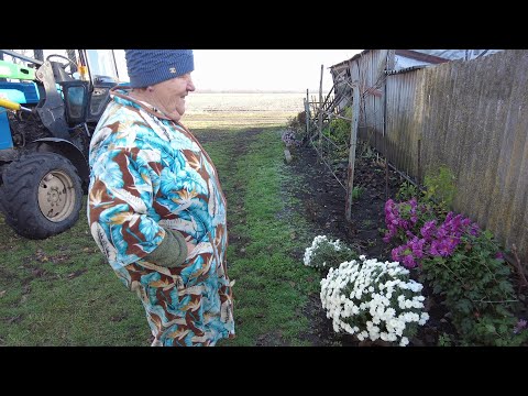 Видео: 🐈В селе у СВЕКРУНЬКИ🙋‍♀️🏡