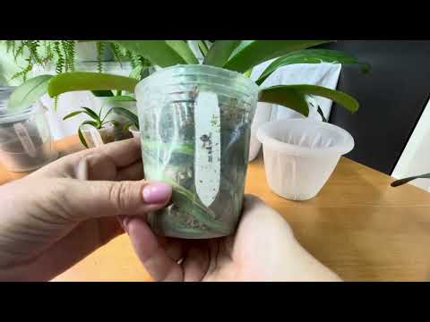 Видео: Шок. Таких огромных малышей я еще не получала🤩