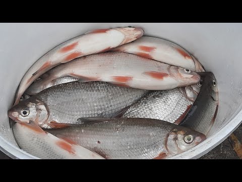 Видео: Поиск новых рыбальных мест на Дону. "Черный яр". Осенний рыбец.