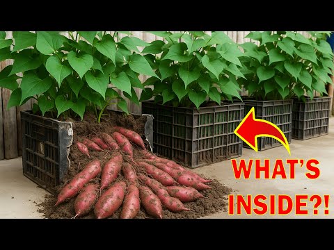 Видео: Выращенный в контейнере батат дал мне потрясающий урожай!