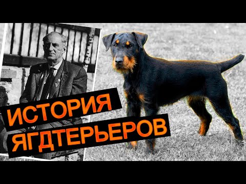 Видео: Ягдтерьер почему стал так популярен среди охотников?