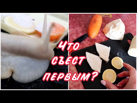 Видео: ЧТО ВЫБЕРЕТ УЛИТКА ИЗ ЕДЫ? УБОРКА У УЛИТОК АХАТИН