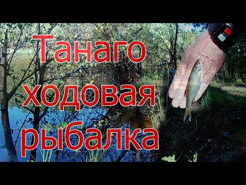 Видео: Танаго   ходовая рыбалка