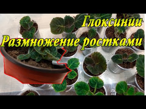 Видео: Глоксинии. Размножение ростками