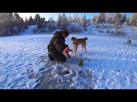 Видео: Рыбалка со льда. Поймал рыбу на косынку. Ловлю живцов. Поставил поставушки на щуку.