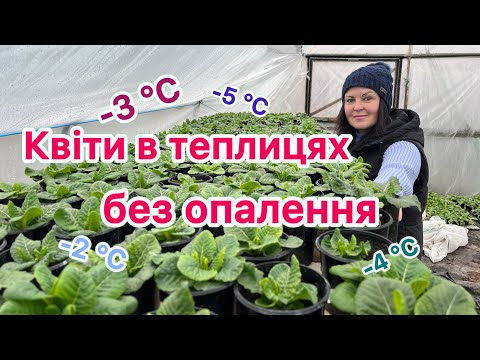 Видео: Квіти в теплиці без опалення