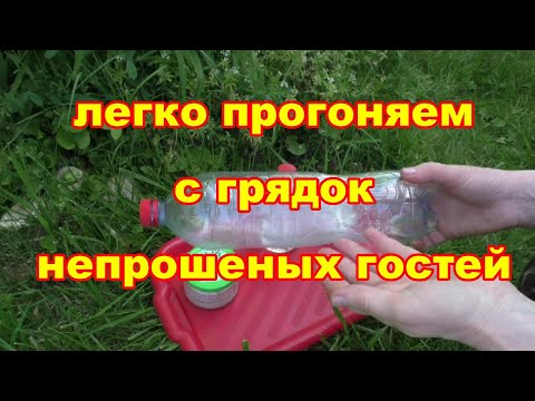 Видео: Тех кто разрыл грядки прогнать просто,будь то землеройки или кроты