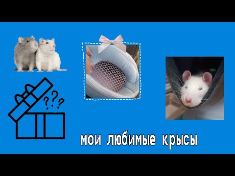 Видео: новый дом для Морфи , обновки и пополнение в нашей семье | мои любимые крысы |