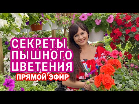 Видео: Секреты пышного цветения . Ответы на вопросы ( прямой эфир 17.06 .20) Марина Патрина zacvetet