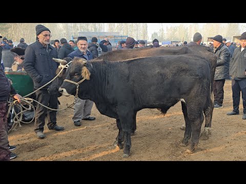 Видео: 13 ноября 2025 г. YOZYOVON BUQA BOZORI NARXLAR 