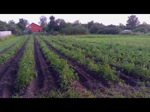 Видео: КАРТОШКА ПЯТЬ НЕДЕЛЬ СПУСТЯ