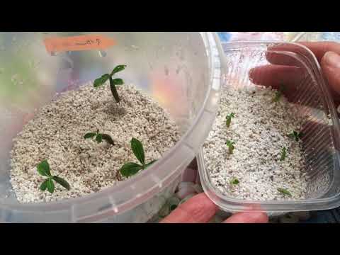 Видео: Чем и как удобрять сеянцы адениума?