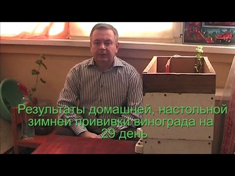 Видео: Результаты домашней, настольной зимней прививки винограда на 29 день