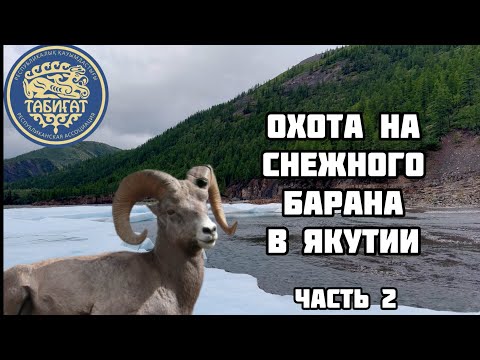 Видео: Охота на снежного барана в Якутии , часть 2