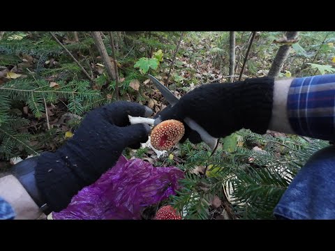 Видео: Кисловодск. Тихая охота на Рыжиков и "чижиков". Шляемся по лесу в дебрюках.
