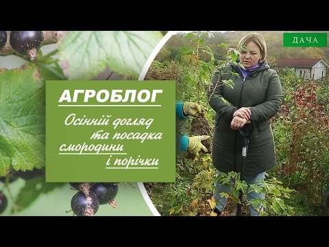 Видео: Як восени посадити смородину і порічки?