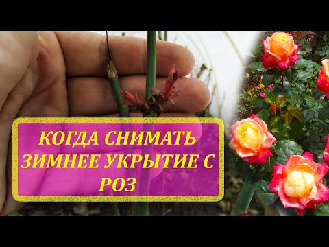 Видео: Когда открывать РОЗЫ весной. Как зимуют розы под укрытием. Когда снимать зимнее укрытие с роз. Розы.