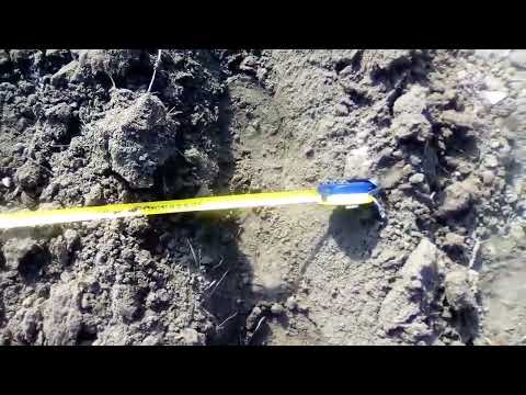 Видео: Сажаем  картошку  мотоблоком 