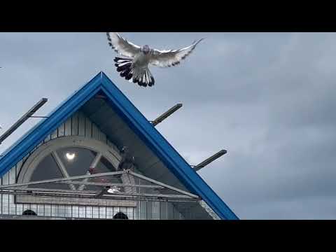 Видео: Николаевские голуби Воронежская область