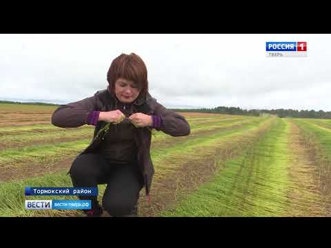 Видео: В Торжокском районе приступили к уборке льна-долгунца. АО "Лёнпром", Льняной Союз