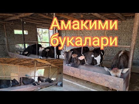 Видео: Амакимни букалари томошага куриларчи