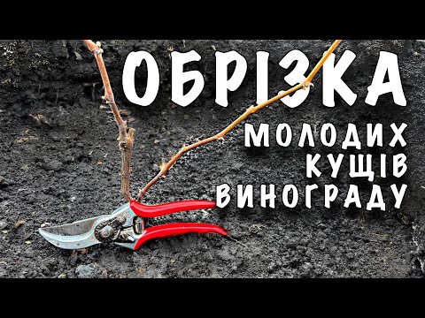 Видео: ОБРІЗКА МОЛОДИХ КУЩІВ ВИНОГРАДУ 1 ТА 2 РОКІВ ВЕГЕТАЦІЇ. ОБРІЗКА НА УРОЖАЙ ТА ЗВОРОТНІЙ РІСТ