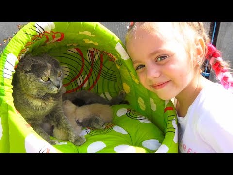 Видео: Наша КОШКА родила котят КАК НАЗВАТЬ little kittens ДОМИК для кошки и котят