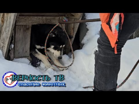 Видео: Он был в крови и не мог встать...Но только до момента, пока не приехали верновцы.