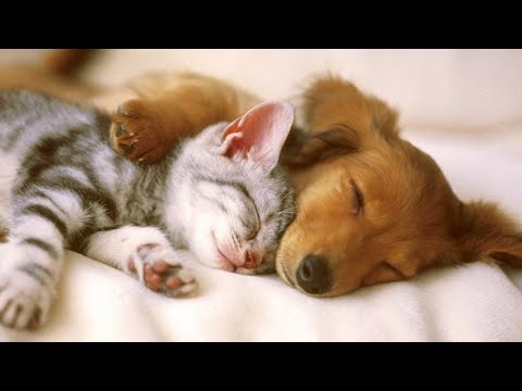 Видео: Лучшая расслабляющая музыка для собак Для сна 🐕 Успокаивающая музыка для щенков с тревогой! 🐕‍🦺